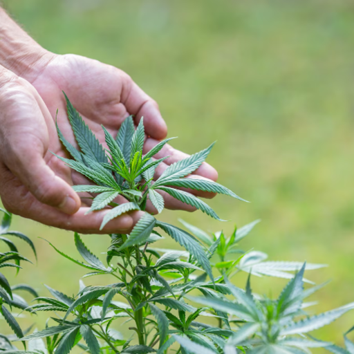 5 Surprising Health Benefits of CBD (Backed by Science)